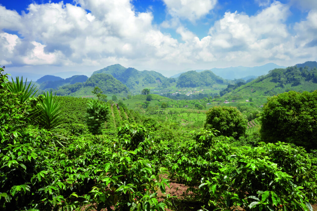 Investigadores de Universidad Loyola estudian la valorización energética de residuos de producción de café en Honduras