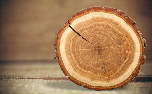 La madera, el supermaterial al que ninguna aleación moderna ha conseguido batir