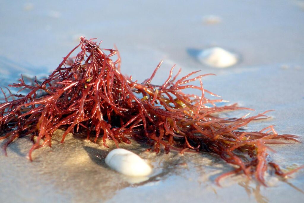 Las algas rojas prometen una alternativa ecológica al plástico