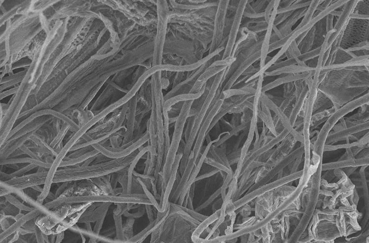 Los investigadores logran una alta conductividad térmica en materiales de celulosa