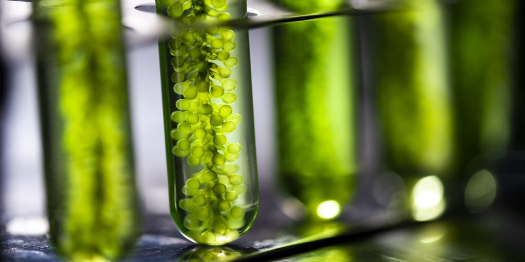 ¿Cómo obtener biocombustibles a partir de microalgas?