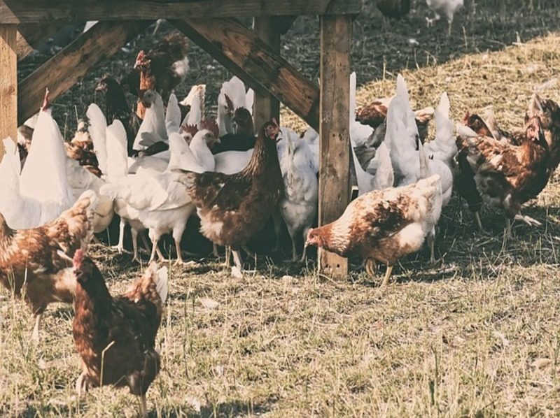 Desechos avícolas: ¿el futuro de la electricidad sostenible?