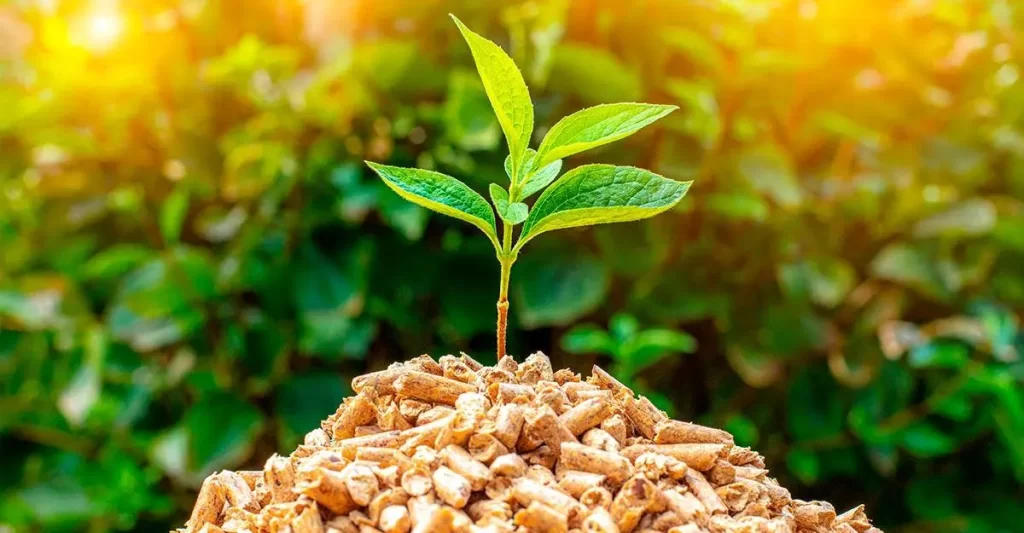 Biomasa, el combustible vegetal que puede ayudar a producir electricidad