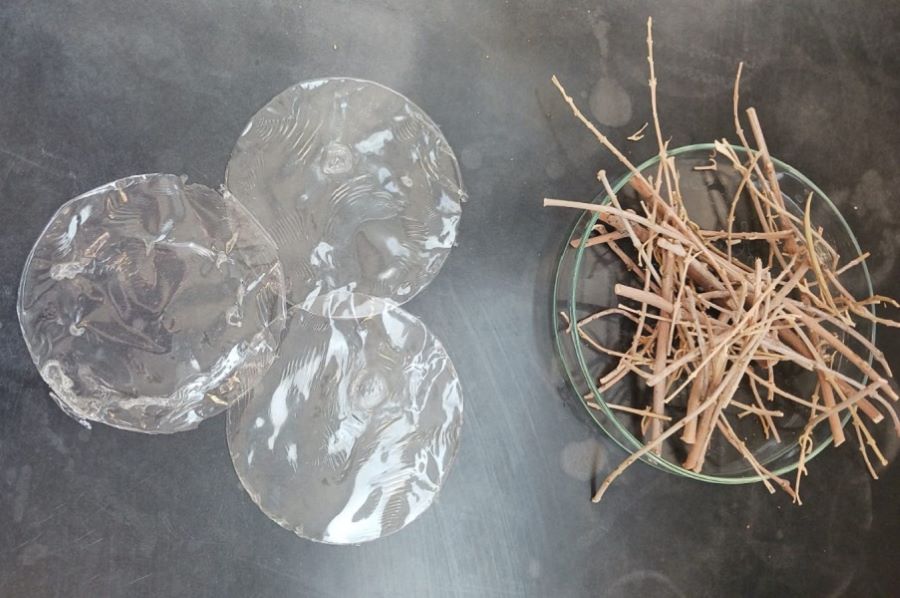 Obtienen un bioplástico transparente a partir de residuos de poda del olivar