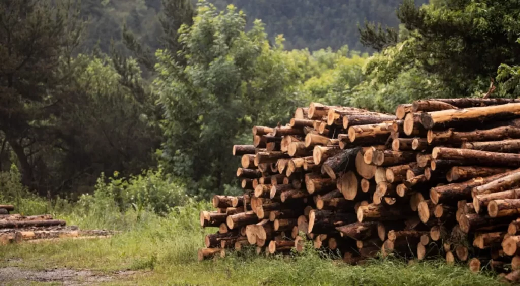 Producción de energía renovable a partir de biomasa forestal en el Parque del Montnegre y el Corredor