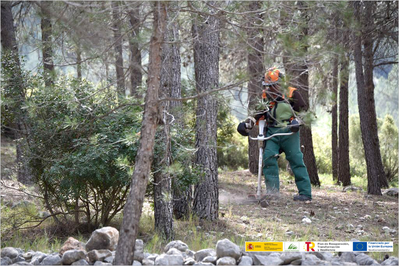 Luz verde a las acciones de extracción de biomasa forestal del proyecto Valencia Biovaloriza