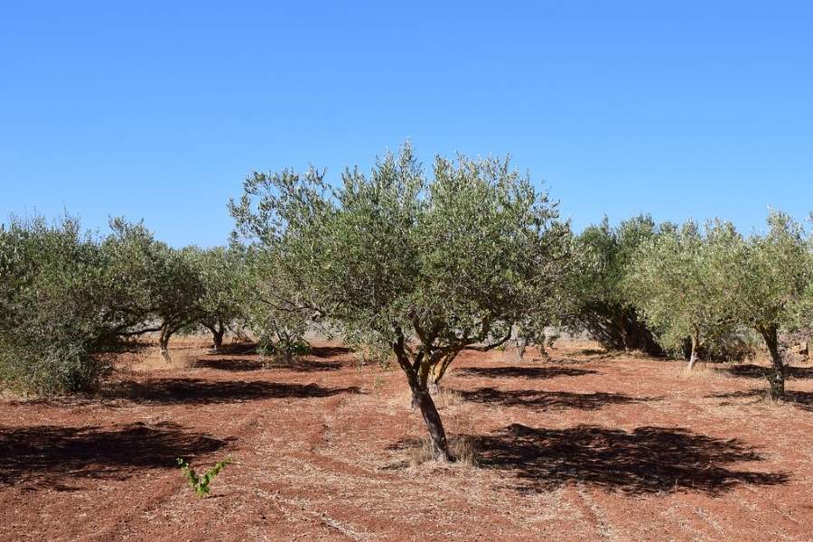 El proyecto Olicomp3d obtendrá material de embalaje para aceite de oliva a partir de residuos del olivar