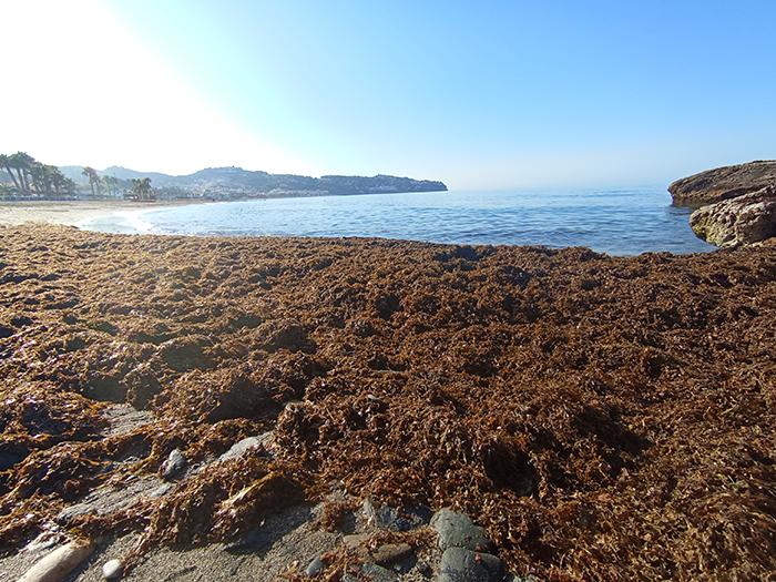 Ruguplas estudia el alga invasora del Estrecho de Gibraltar para la producción de bioplásticos