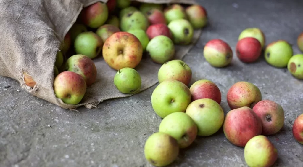 IVACE financia un proyecto para obtener bioproductos de alto valor de la fruta no apta para consumo