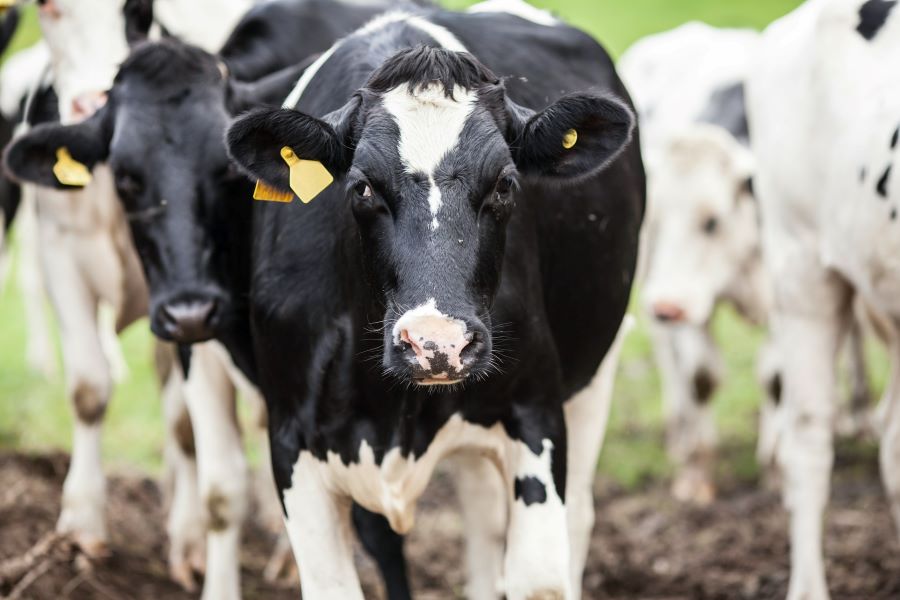 Cómo aprovechar los residuos agroganaderos para promover la autonomía energética de las islas