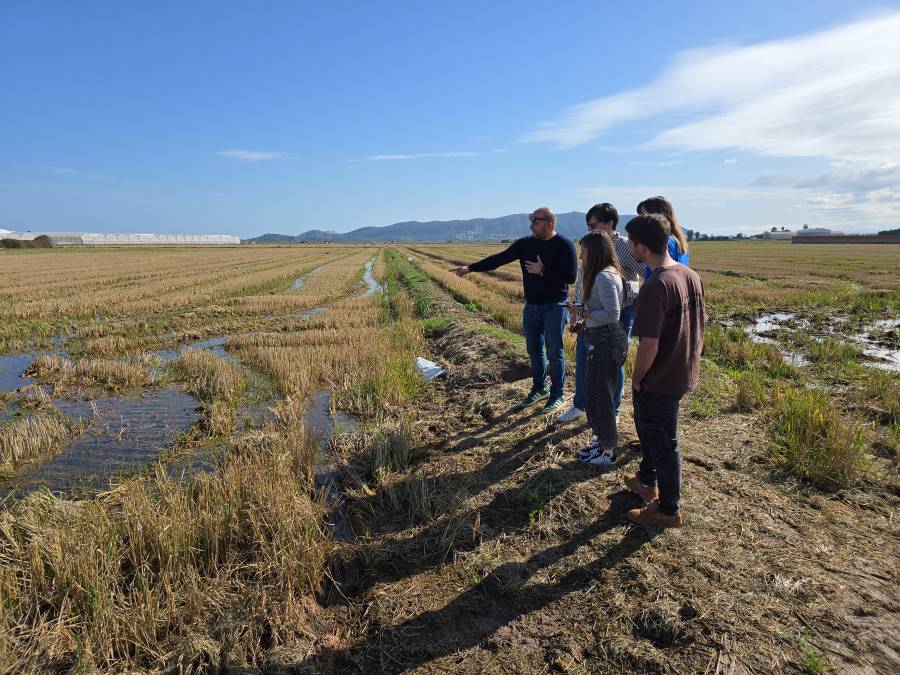 Un proyecto valenciano aprovechará el subproducto de la paja del arroz como material de construcción