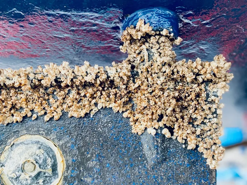 Transporte marítimo del futuro: revestimientos antiincrustantes biodegradables para mares limpios Transporte marítimo del futuro: revestimientos antiincrustantes biodegradables para mares limpios