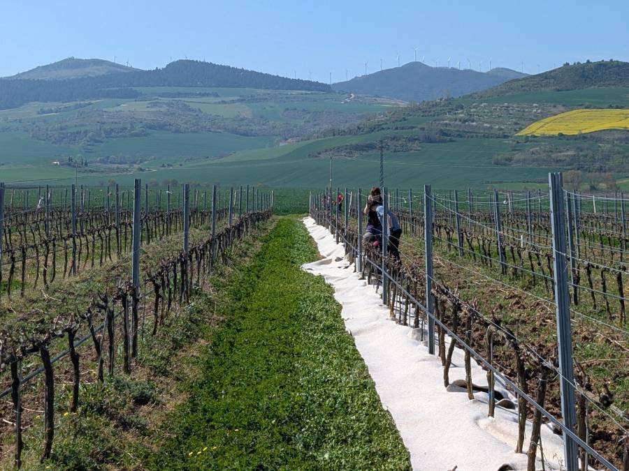 La bodega navarra Otazu aprovecha la lana de oveja latxa como acolchado en sus viñedos