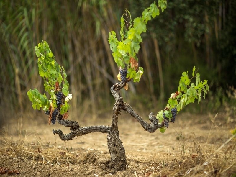 El cierre del ciclo de los residuos en la industria vitivinícola: El caso de Schutz Barossa El cierre del ciclo de los residuos en la industria vitivinícola: El caso de Schutz Barossa