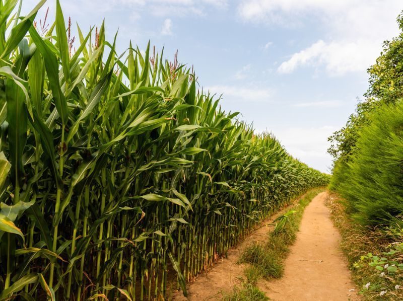 Valorización de residuos de maíz mediante su conversión en azúcares de bajo coste para la producción de biocombustibles Valorización de residuos de maíz mediante su conversión en azúcares de bajo coste para la producción de biocombustibles