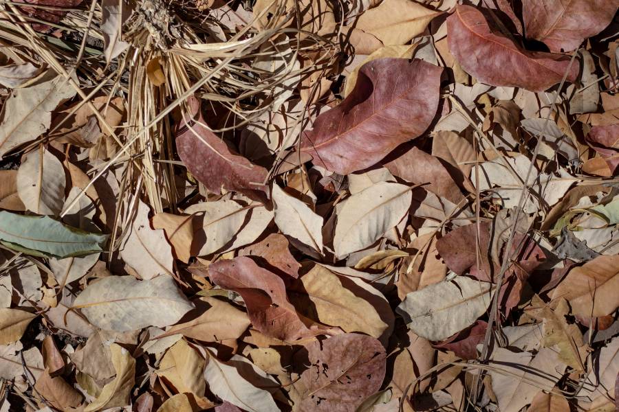 Desarrollan envases de uso alimentario a partir de tallos, hojas y restos de pod