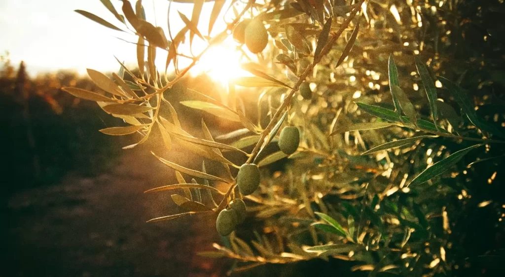 Así podemos aprovechar los huesos de aceituna para producir biocombustibles