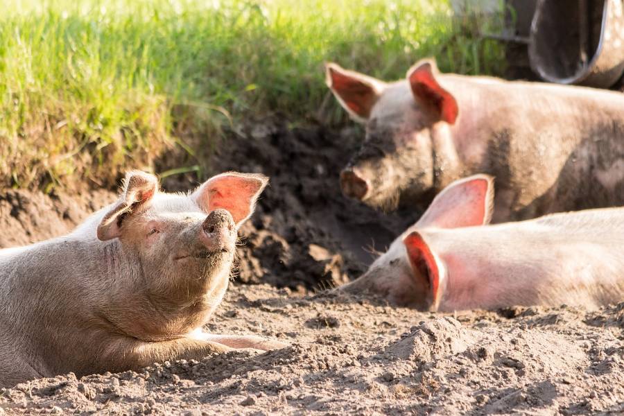 Un nuevo método de tratamiento de purines de cerdo reduce la emisión de gases de efecto invernadero Un nuevo método de tratamiento de purines de cerdo reduce la emisión de gases de efecto invernadero