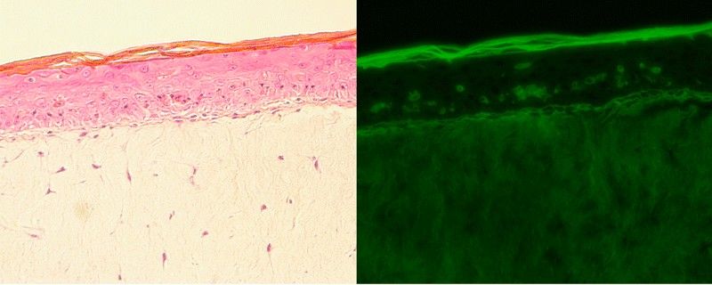 Desarrollan compuestos fotoprotectores y antiinflamatorios a partir de residuos agrícolas