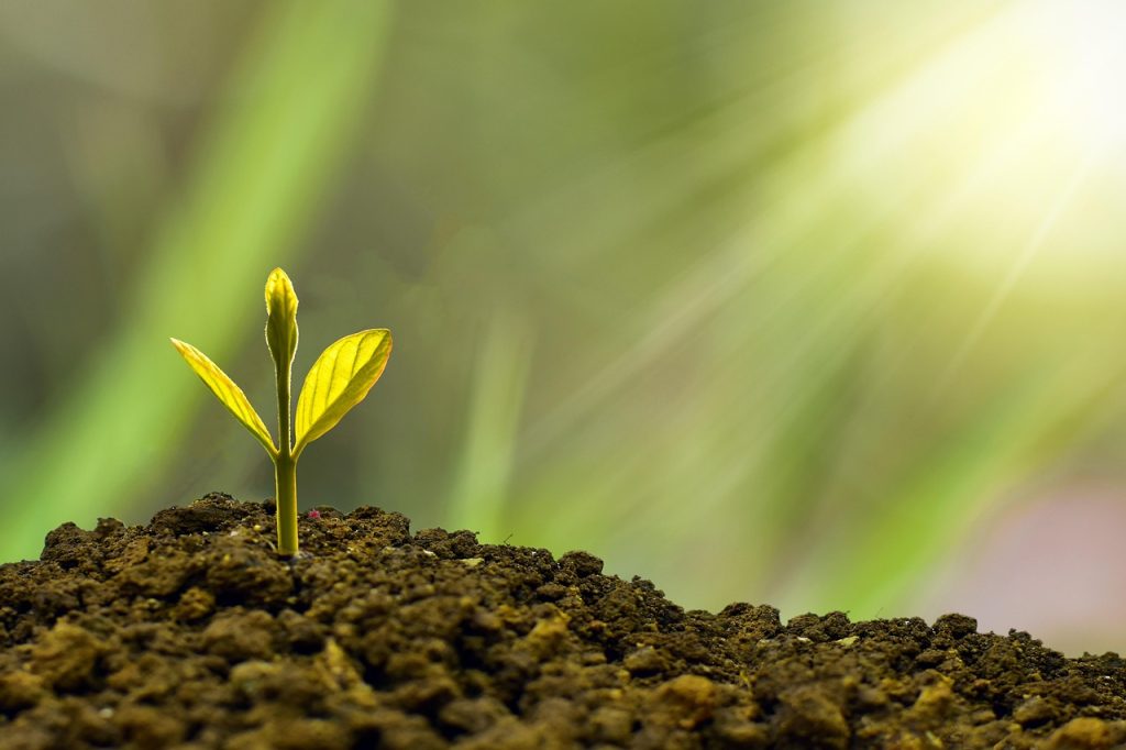 Cinco cosas que debes saber sobre la bioeconomía