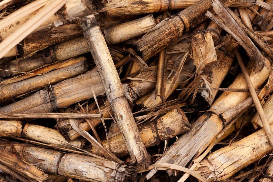 Iniciativa para convertir la biomasa forestal en fibras para la industria textil