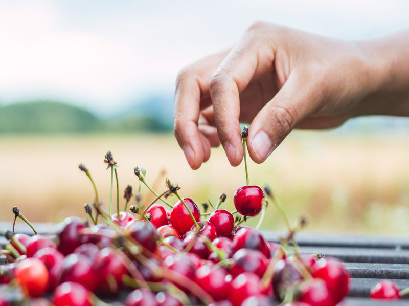 Valorización de residuos de cereza: potenciales beneficios para la salud y la sostenibilidad Valorización de residuos de cereza: potenciales beneficios para la salud y la sostenibilidad