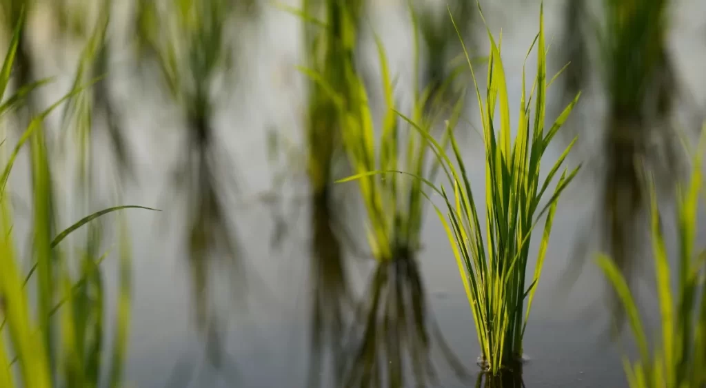 ‘Actiurròs’: residuos de arroz convertidos en envases compostables que alargan la vida de los productos cárnicos