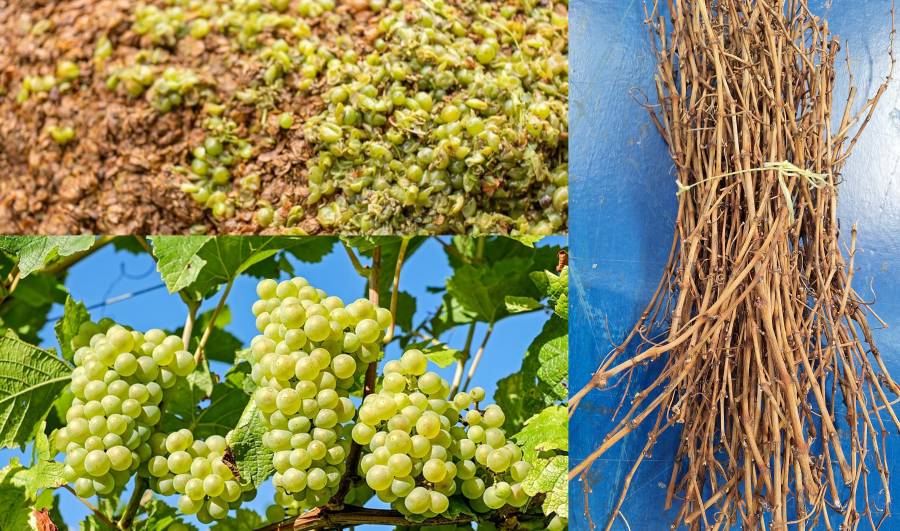 BIWIN2: Valorización de biomasa residual para obtener materiales biodegradables BIWIN2: Valorización de biomasa residual para obtener materiales biodegradables
