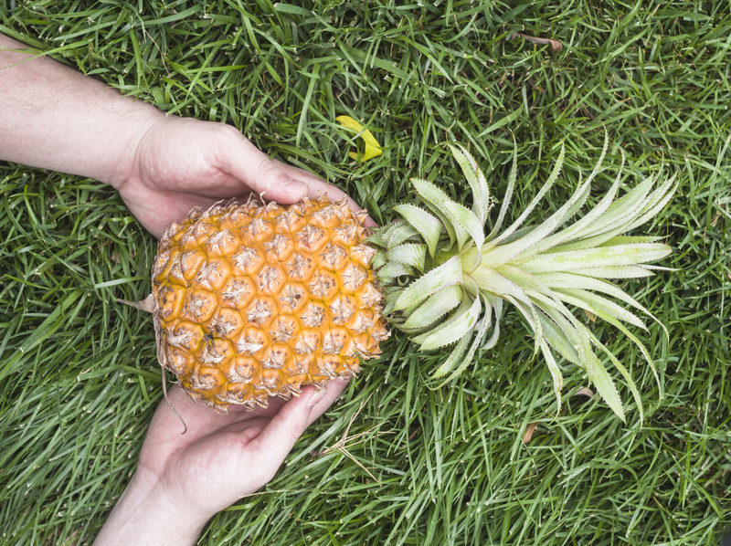 Planta piloto genera biogás a partir de residuos de piña